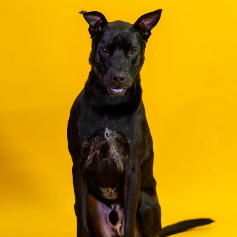 An adult large-sized male Black Labrador Retriever dog named Levi for adoption in Newark, DE