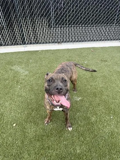 An adult medium-sized female Mixed Breed dog named Dutchess for adoption in Lafayette, IN