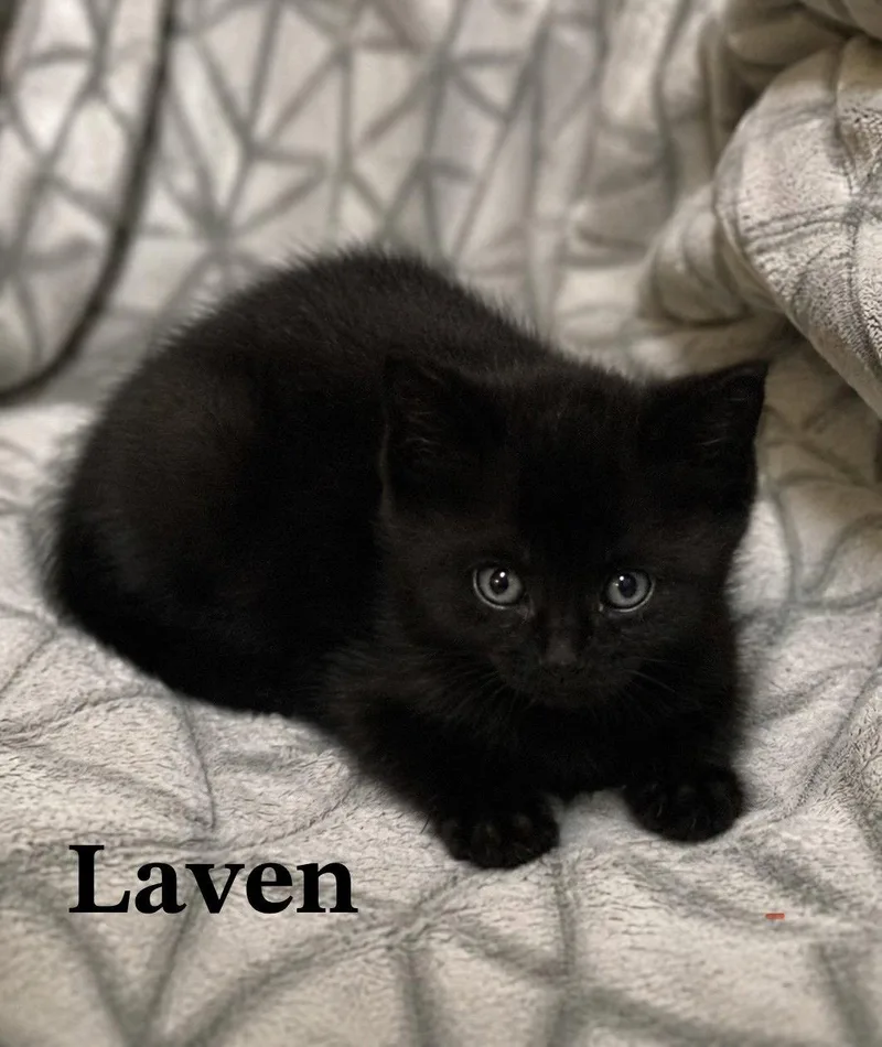 A baby medium-sized female Domestic Short Hair cat named Laven for adoption in Buford, GA