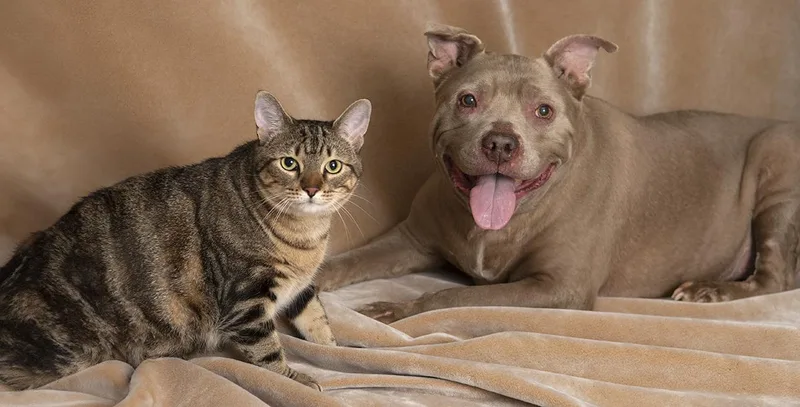 A senior large-sized female Yellow / Tan / Blond / Fawn Pit Bull Terrier dog named Bella and Sabrina for adoption in Chicago, IL