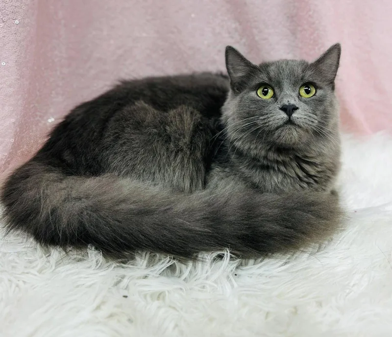 An adult medium-sized female Gray / Blue / Silver Domestic Medium Hair cat named Fortune for adoption in Clarkesville, GA