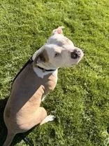 An adult medium-sized female Bicolor American Staffordshire Terrier dog named Eva for adoption in Redmond, OR