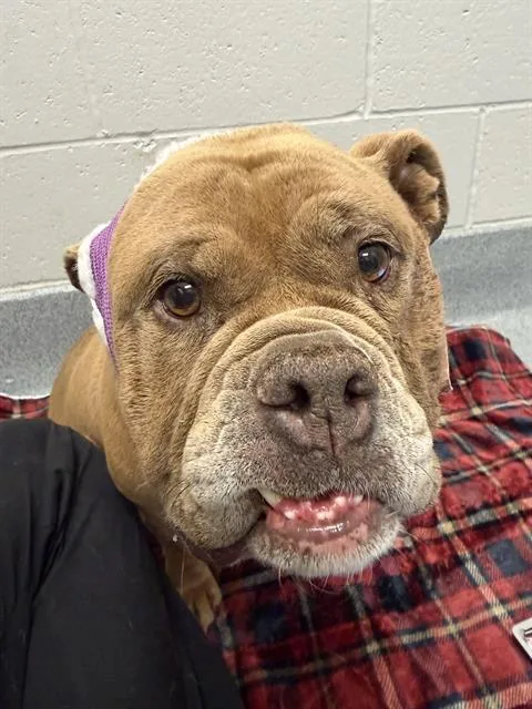 An adult medium-sized female American Bulldog dog named Hazel for adoption in Indianapolis, IN