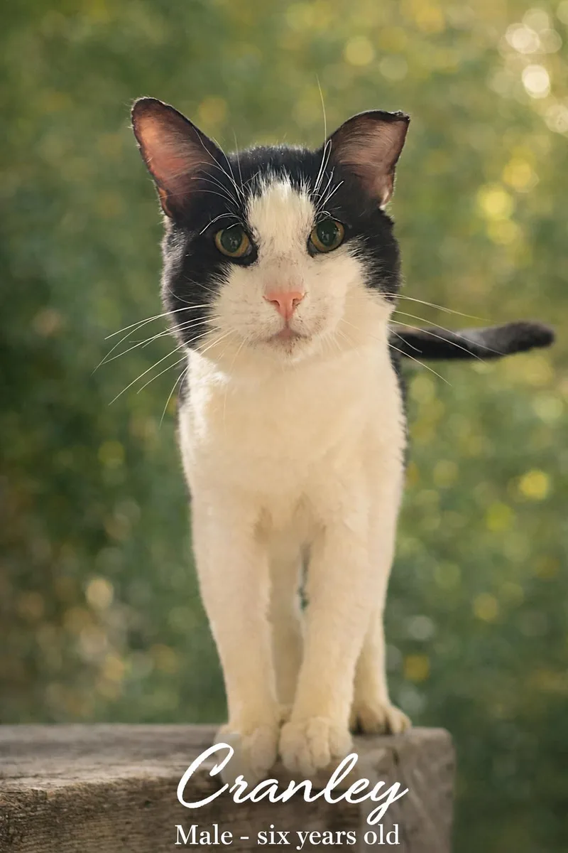 Cranley