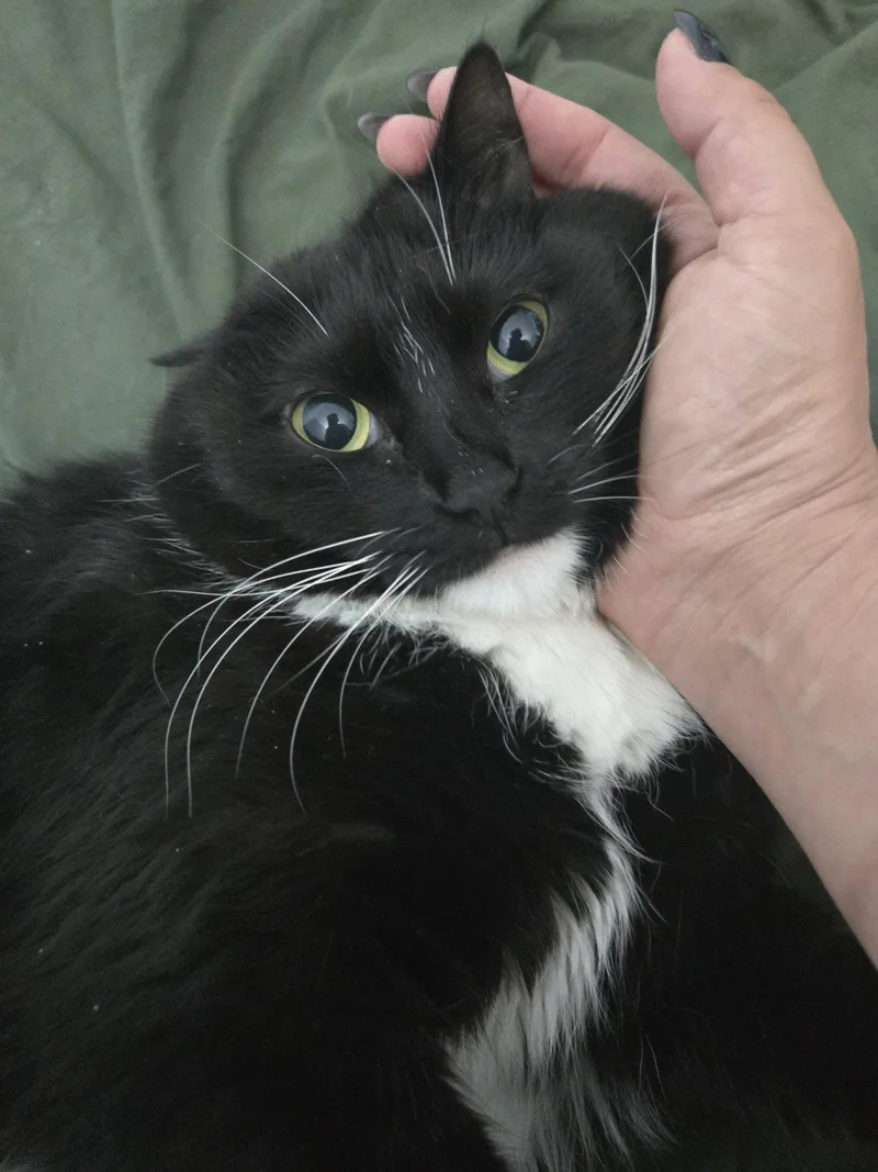 An adult medium-sized female Black & White / Tuxedo Domestic Short Hair cat named Casandra for adoption in Wheaton, IL