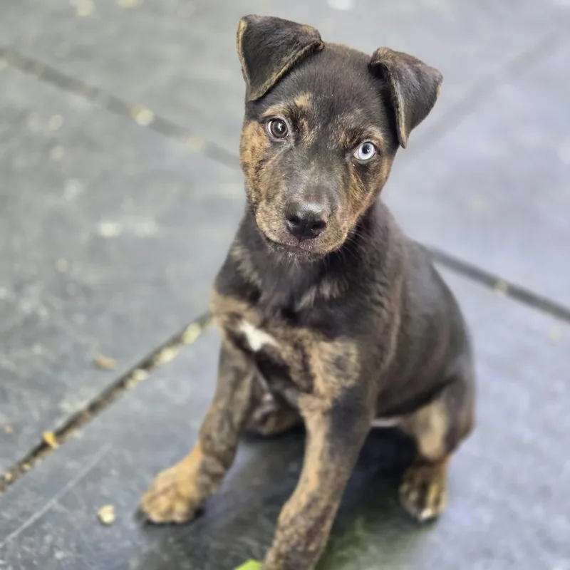 A baby medium-sized male Black Mixed Breed dog named Nash for adoption in Mansfield, TX