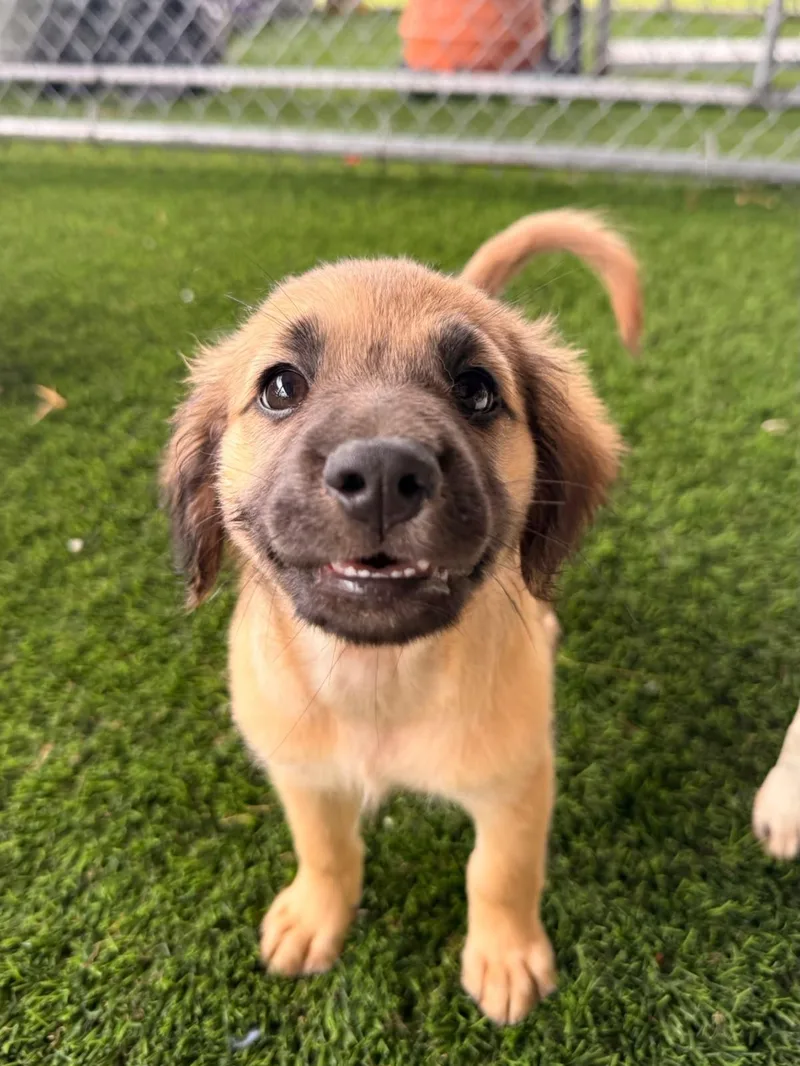 A baby medium-sized female Mixed Breed dog named England for adoption in Brooklyn, NY
