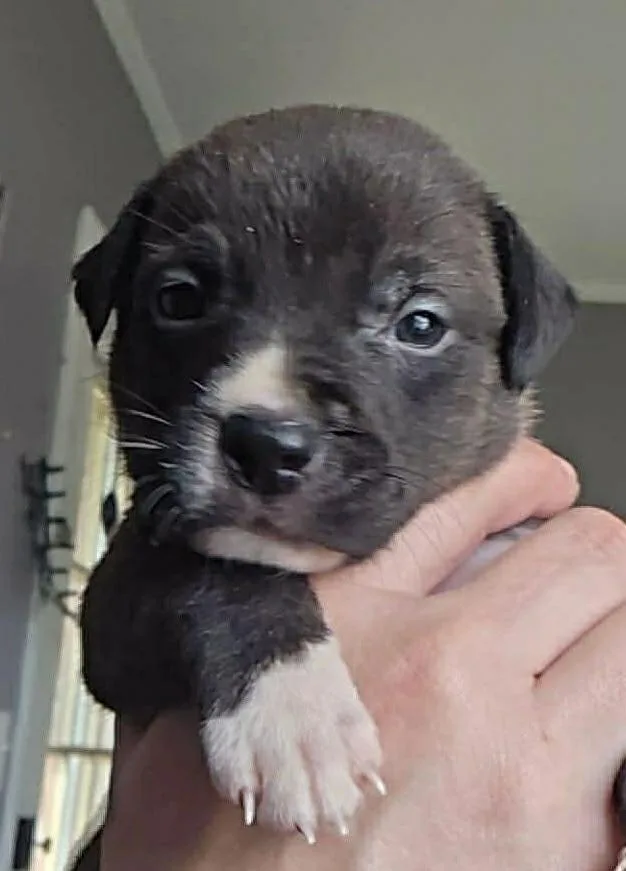 A baby small-sized female Tricolor (Brown, Black, & White) Labrador Retriever dog named Fiesta for adoption in Poplar Grove, IL