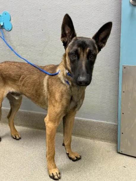 A young medium-sized male Belgian Shepherd / Malinois dog named Duke for adoption in Las Vegas, NV