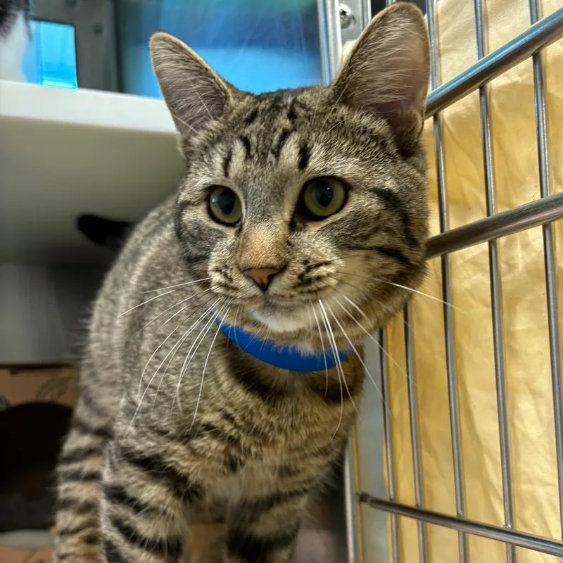 A young medium-sized male Domestic Short Hair cat named Leviticus for adoption in Fairport, NY