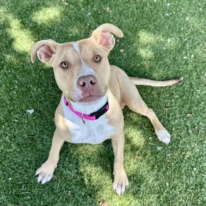 A young medium-sized female Pit Bull Terrier dog named Rhodes for adoption in Red Bluff, CA