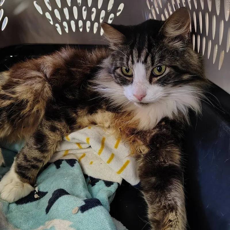 A senior medium-sized male Brown / Chocolate Domestic Medium Hair cat named Gordy for adoption in Coos Bay, OR