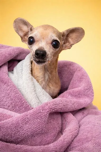 A senior small-sized female Chihuahua dog named Birdie for adoption in Jacksonville, FL