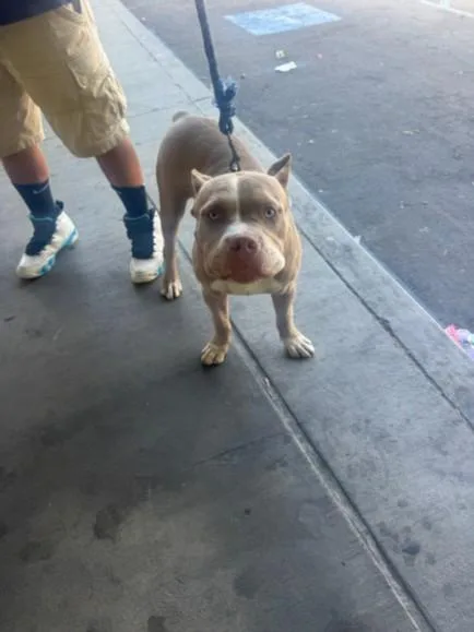 An adult large-sized male Pit Bull Terrier dog named Smity for adoption in Los Angeles, CA