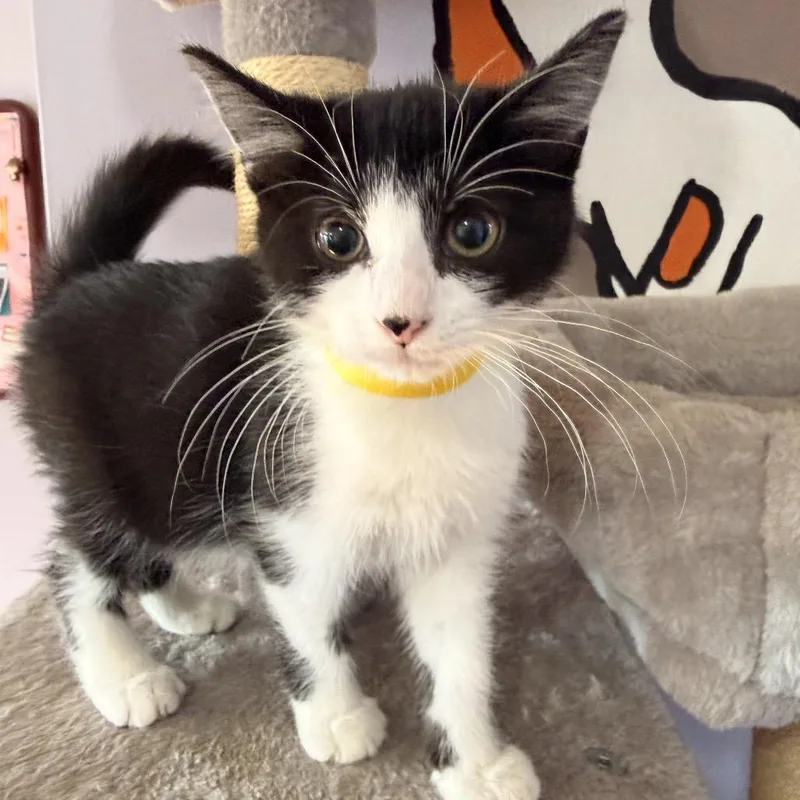 A baby small-sized female Black Domestic Short Hair cat named Panda for adoption in Brimfield, MA