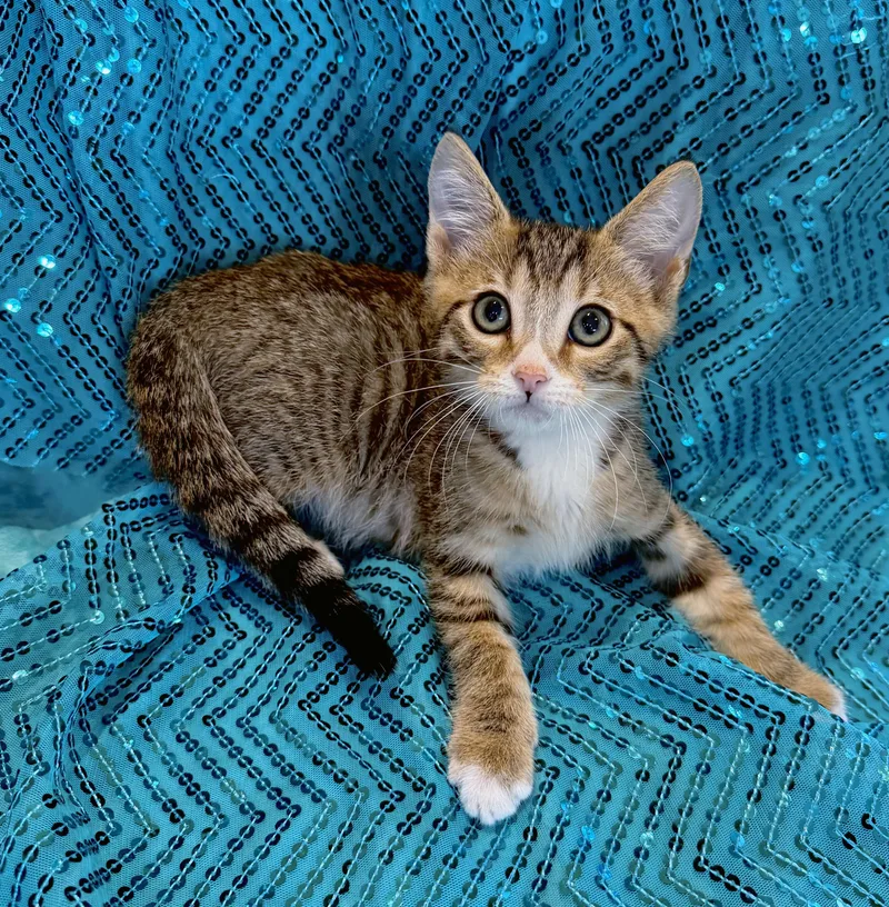 A baby medium-sized male Black Domestic Short Hair cat named Tater for adoption in Lake Monroe, FL