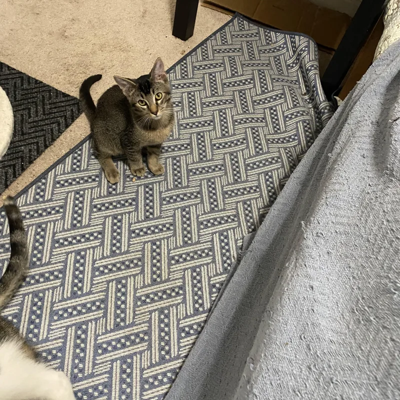 A baby medium-sized male Tabby (Brown / Chocolate) Tabby cat named Percy for adoption in Hayward, CA