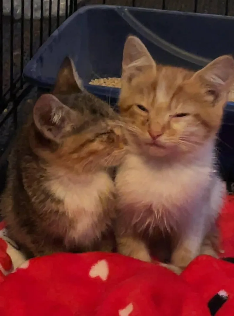 Penelope thumbnail 3