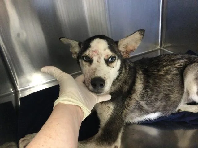 A baby small-sized male Siberian Husky dog named Balto for adoption in Thousand Palms, CA
