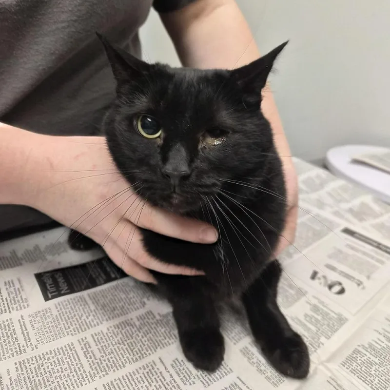 An adult large-sized male Black Domestic Short Hair cat named Scallop for adoption in Jacksonville, FL