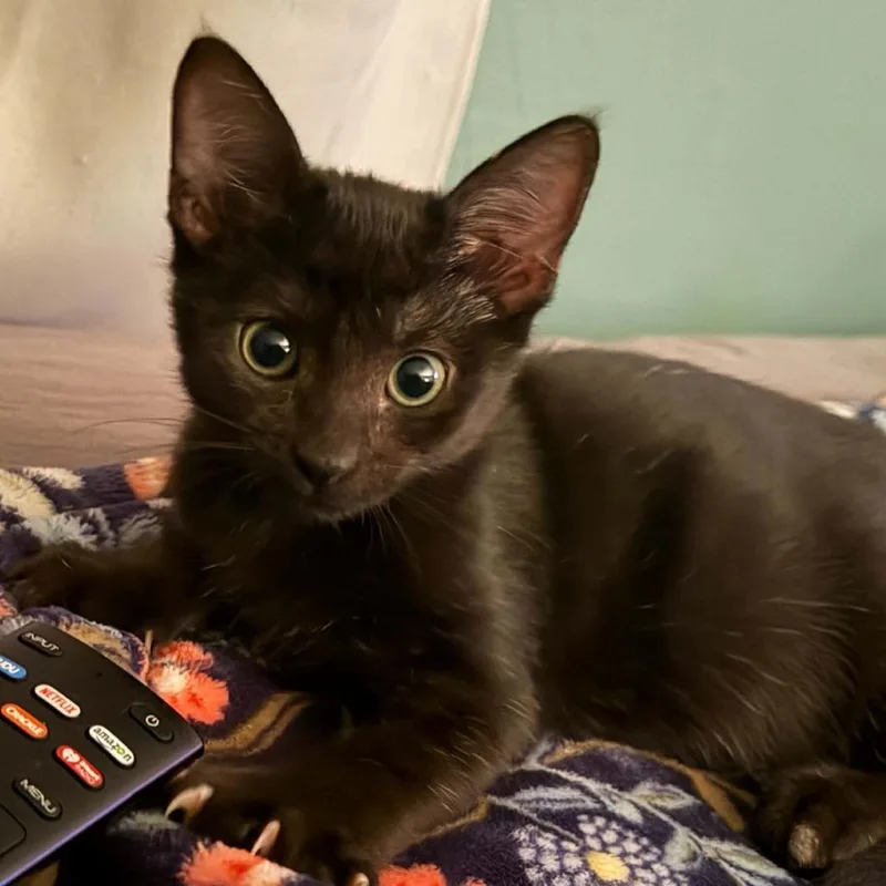 A baby small-sized female Domestic Short Hair cat named Alice for adoption in Hattiesburg, MS