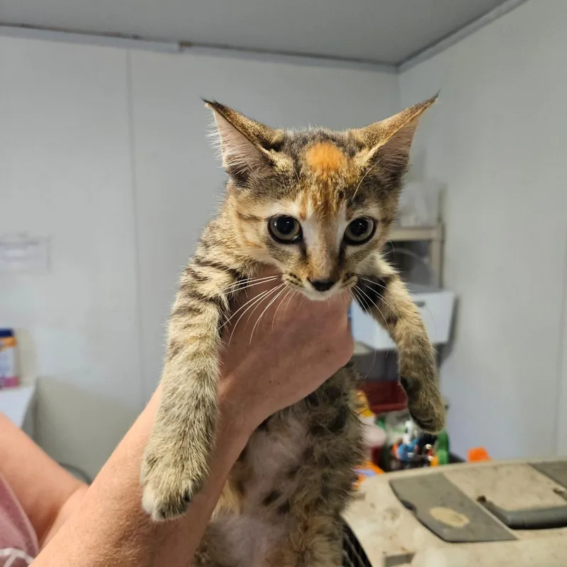 A baby small-sized female Calico Domestic Short Hair cat named Dottie for adoption in Hattiesburg, MS