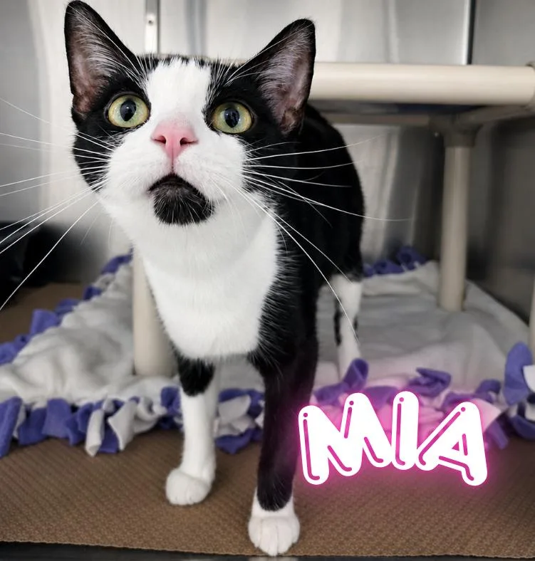 A young medium-sized female Black & White / Tuxedo Domestic Short Hair cat named Mia for adoption in Nevada, IA