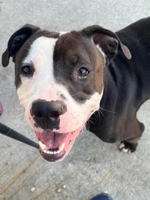 Thin Mint thumbnail 2