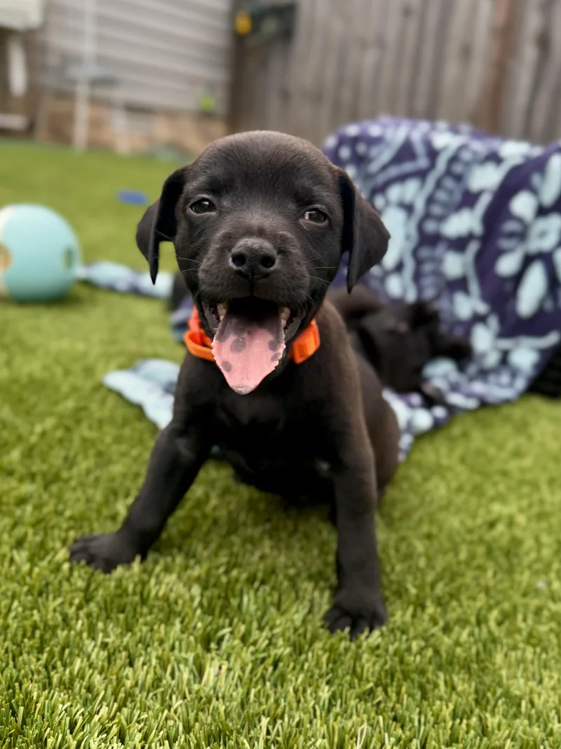 A baby medium-sized male Labrador Retriever dog named Dillon for adoption in Mount Juliet, TN