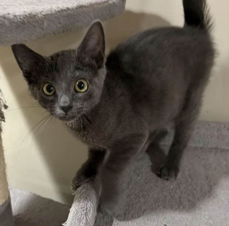 A baby medium-sized male Gray / Blue / Silver Domestic Medium Hair cat named Pidge for adoption in East Hanover, NJ