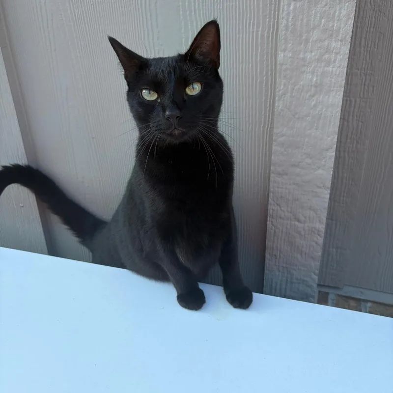An adult large-sized female Domestic Short Hair cat named Midnight for adoption in Tulsa, OK