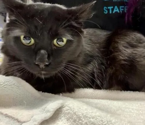An adult medium-sized male Domestic Short Hair cat named Hashbrown for adoption in Escondido, CA