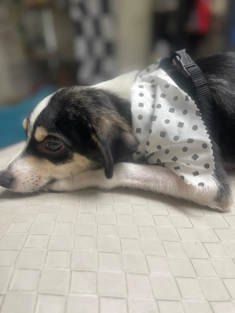 A young small-sized male Tricolor (Brown, Black, & White) Chihuahua dog named Warren for adoption in Fresno, CA