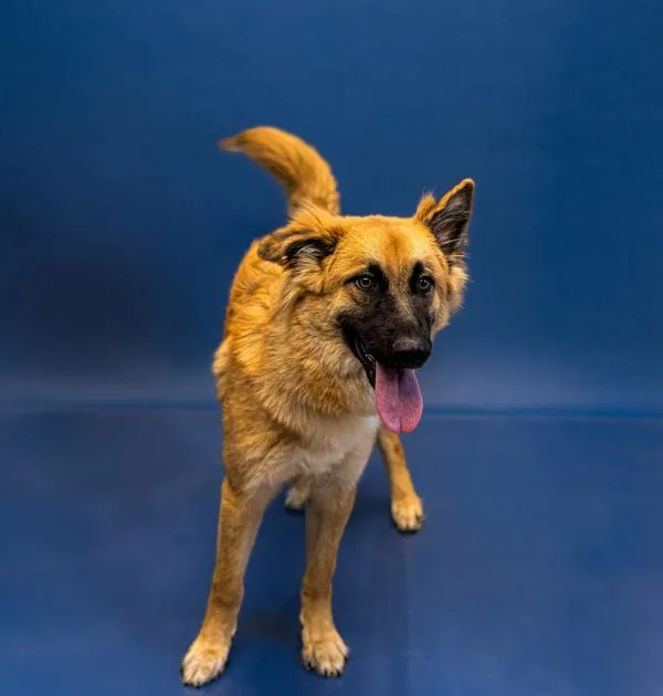 A young large-sized female Shepherd dog named Pen Poppy for adoption in Lawrenceville, GA