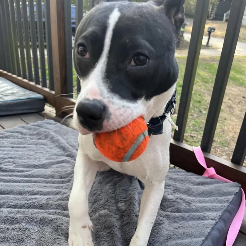 An adult medium-sized female White / Cream Pit Bull Terrier dog named Nova Jean for adoption in Austell, GA