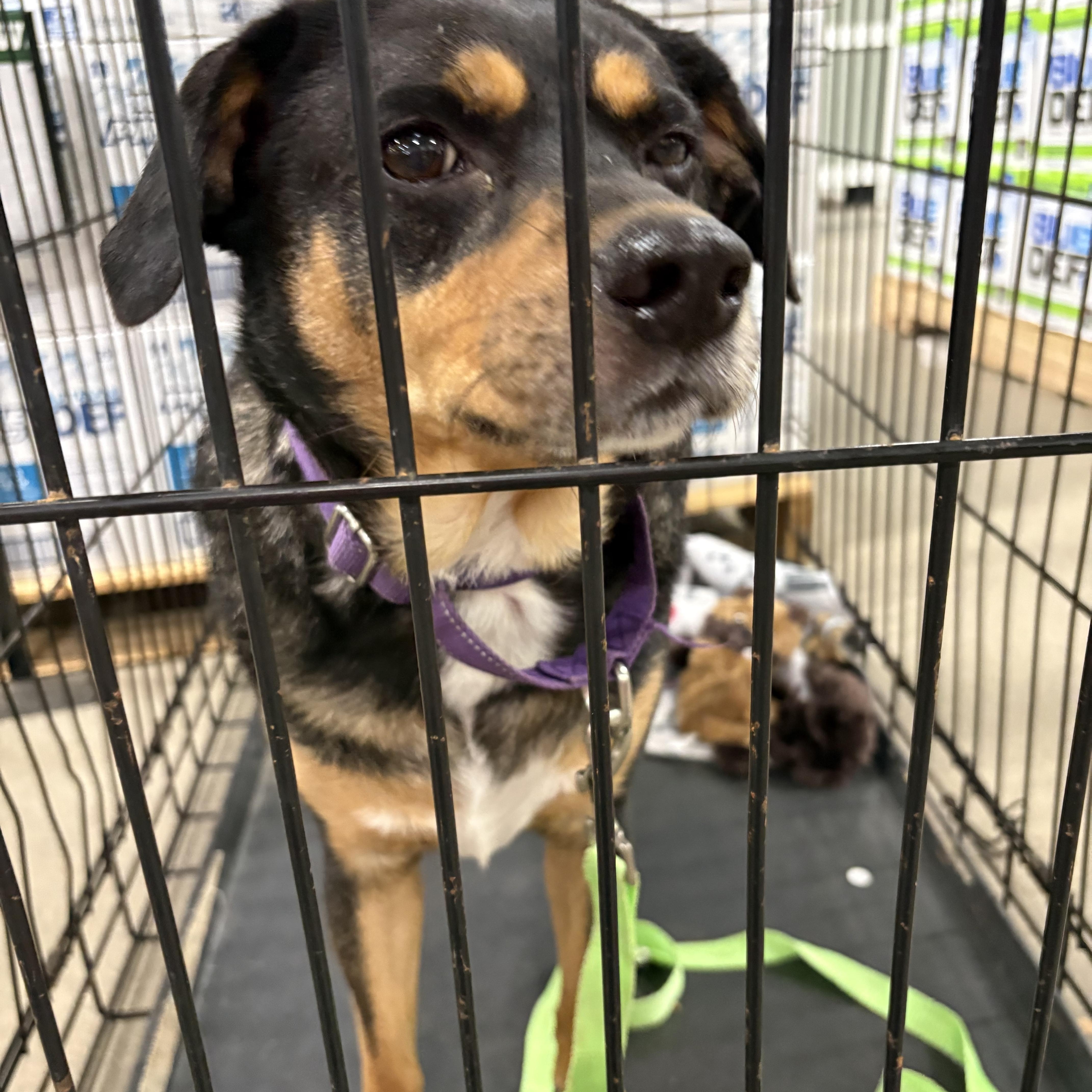 An adult medium-sized male Mixed Breed dog named Joey for adoption in Coldwater, MI