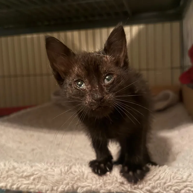A baby small-sized male Black Domestic Short Hair cat named Archer for adoption in Columbus, GA