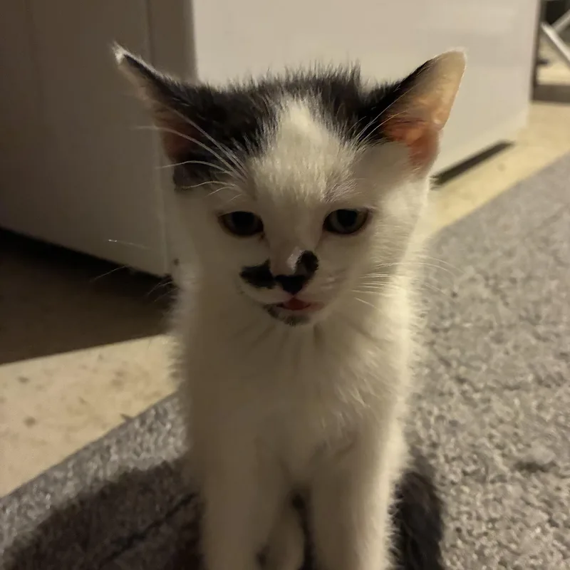 A baby medium-sized female Black & White / Tuxedo Domestic Short Hair cat named Stash for adoption in Pittsburgh, PA