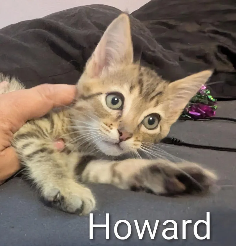 Howard