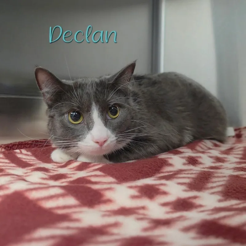 An adult large-sized male Gray / Blue / Silver Domestic Short Hair cat named Declan for adoption in Parkersburg, WV