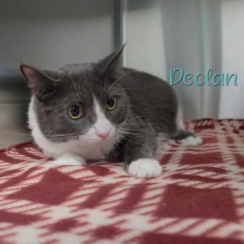Declan thumbnail 2
