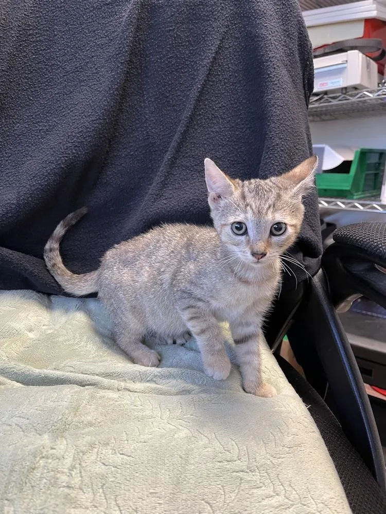 A young small-sized female Domestic Short Hair cat named Lillie for adoption in Ontario, CA