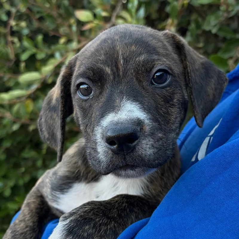 A baby small-sized male Brindle Shepherd dog named Ringo for adoption in Santa Barbara, CA
