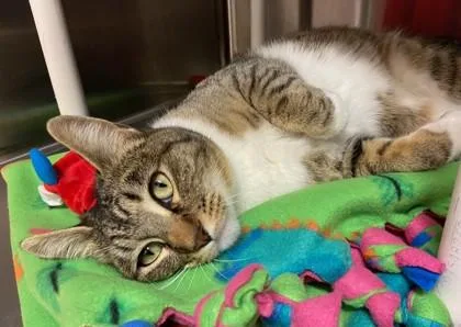 A young medium-sized female Domestic Short Hair cat named Cookie for adoption in Pleasanton, CA