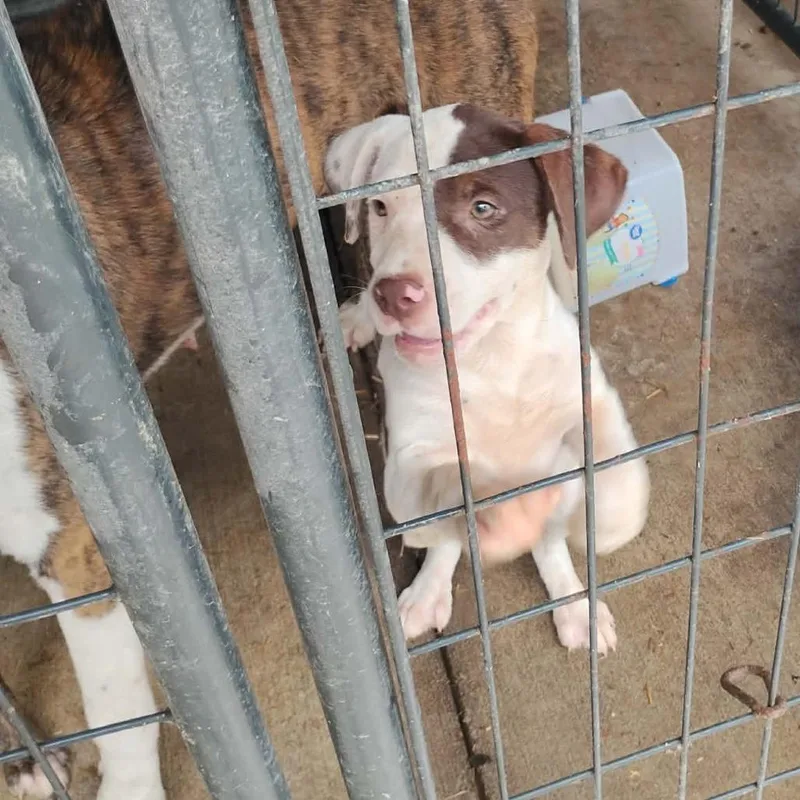A baby small-sized female White / Cream Pit Bull Terrier dog named Santana for adoption in Dover, AR