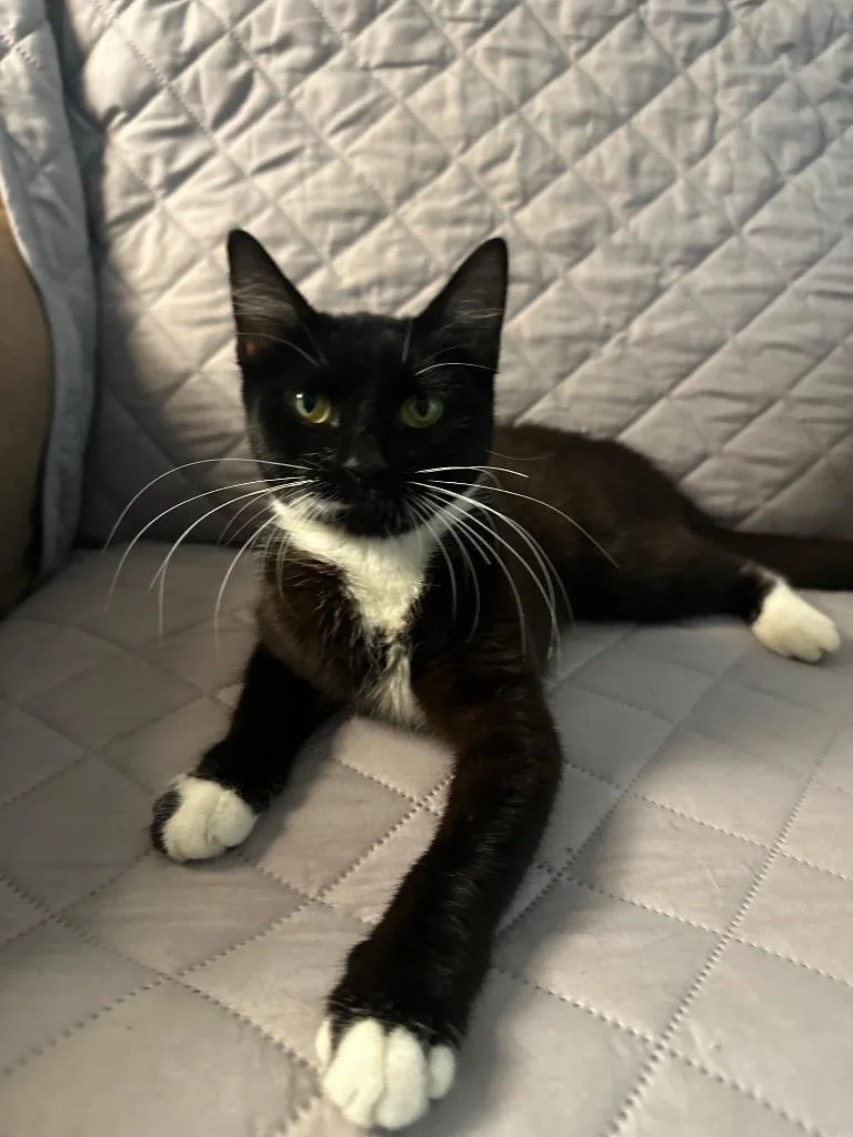 A baby medium-sized female Domestic Short Hair cat named Sandy PA for adoption in Denham Springs, LA