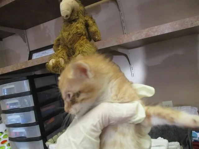 A baby small-sized male Domestic Short Hair cat named Larry for adoption in Ocala, FL