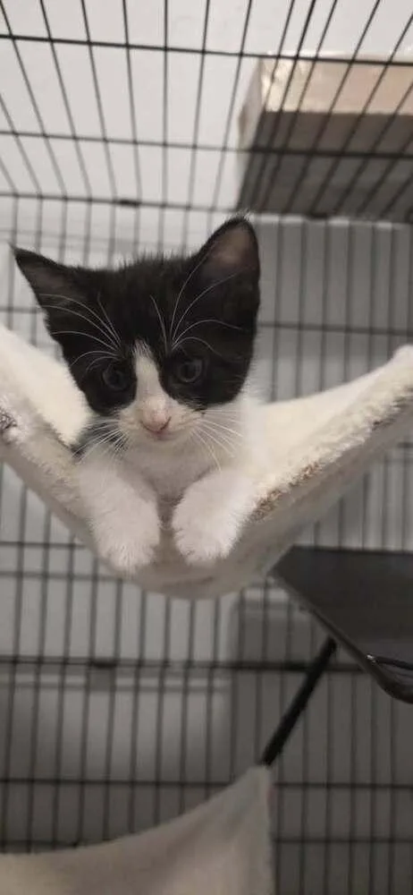 A baby small-sized male Domestic Short Hair cat named Lightning Mcqueen for adoption in Blanchard, OK