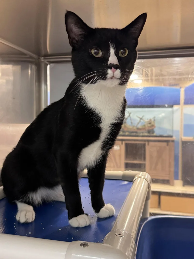 A young medium-sized male Black Domestic Short Hair cat named Eric for adoption in Herndon, VA