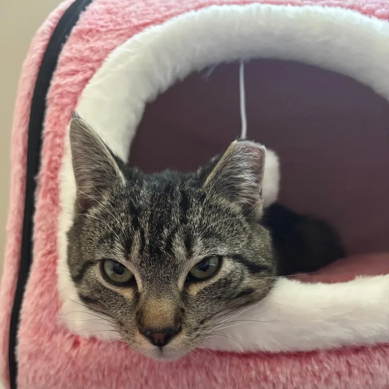 A young small-sized female Brown / Chocolate Domestic Short Hair cat named Bonnie for adoption in Abingdon, MD